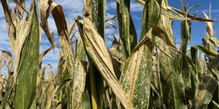 Alerta por la expansión de la “mancha blanca” en cultivos de maíz