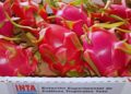 Qué es la pitahaya: la “fruta del dragón” que gana terreno y es una oportunidad para el norte argentino
