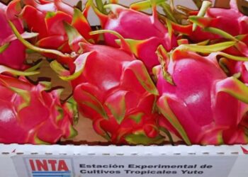 Qué es la pitahaya: la “fruta del dragón” que gana terreno y es una oportunidad para el norte argentino