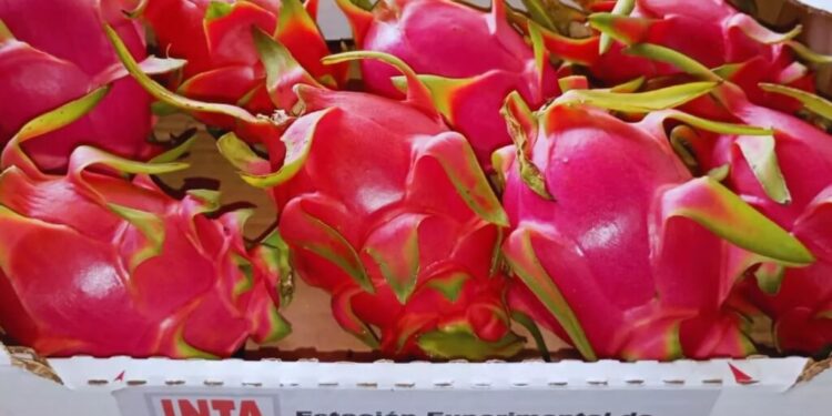 Qué es la pitahaya: la “fruta del dragón” que gana terreno y es una oportunidad para el norte argentino