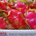 Qué es la pitahaya: la “fruta del dragón” que gana terreno y es una oportunidad para el norte argentino