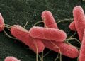 Hallazgo científico: el Síndrome Urémico Hemolítico puede prevenirse desde la sanidad bovina