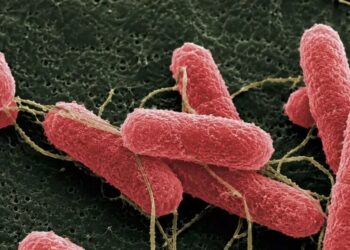 Hallazgo científico: el Síndrome Urémico Hemolítico puede prevenirse desde la sanidad bovina
