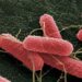 Hallazgo científico: el Síndrome Urémico Hemolítico puede prevenirse desde la sanidad bovina