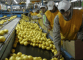 El limón vuelve a respirar: más exportaciones, pero con la sanidad bajo la lupa