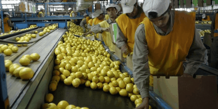 El limón vuelve a respirar: más exportaciones, pero con la sanidad bajo la lupa