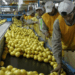 El limón vuelve a respirar: más exportaciones, pero con la sanidad bajo la lupa