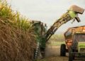 Azúcar bajo presión: la sobreoferta mundial desafía al sector cañero mientras crecen las oportunidades del bioetanol