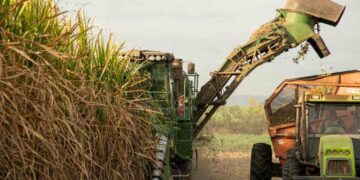 Azúcar bajo presión: la sobreoferta mundial desafía al sector cañero mientras crecen las oportunidades del bioetanol