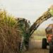Azúcar bajo presión: la sobreoferta mundial desafía al sector cañero mientras crecen las oportunidades del bioetanol