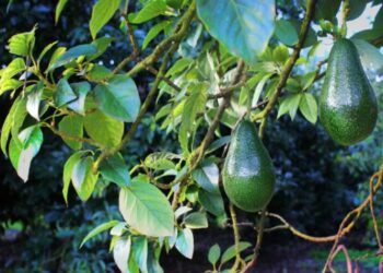 Palta tucumana: un cultivo que crece con fuerza y apuesta a consolidarse desde el pedemonte