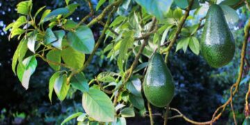 Palta tucumana: un cultivo que crece con fuerza y apuesta a consolidarse desde el pedemonte