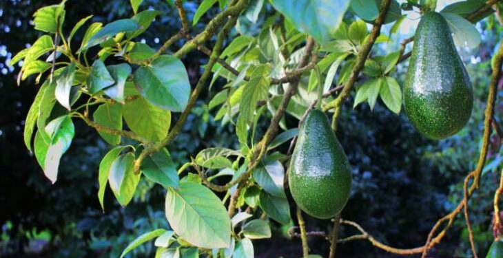 Palta tucumana: un cultivo que crece con fuerza y apuesta a consolidarse desde el pedemonte