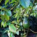 Palta tucumana: un cultivo que crece con fuerza y apuesta a consolidarse desde el pedemonte