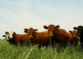 Peste Bovina: el Senasa prohibió el uso y la comercialización de vacunas en Argentina