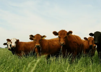 Peste Bovina: el Senasa prohibió el uso y la comercialización de vacunas en Argentina