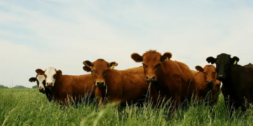 Peste Bovina: el Senasa prohibió el uso y la comercialización de vacunas en Argentina