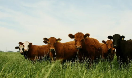 Peste Bovina: el Senasa prohibió el uso y la comercialización de vacunas en Argentina