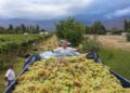 Vinos de altura con sello tucumano: la historia de Baltazar Chico Zossi y una bodega familiar que apuesta al Valle Calchaquí