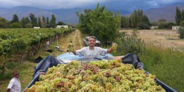 Vinos de altura con sello tucumano: la historia de Baltazar Chico Zossi y una bodega familiar que apuesta al Valle Calchaquí