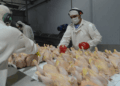 La avicultura celebra la reapertura del mercado europeo: podrá aprovechar el acuerdo de libre comercio
