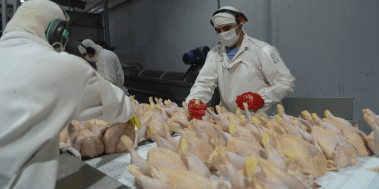 La avicultura celebra la reapertura del mercado europeo: podrá aprovechar el acuerdo de libre comercio