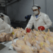 La avicultura celebra la reapertura del mercado europeo: podrá aprovechar el acuerdo de libre comercio