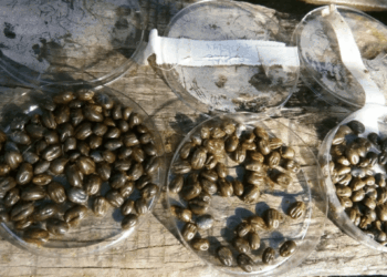 Estrategias del Senasa para combatir a la garrapata bovina
