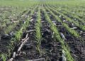 La siembra de trigo entra en su tramo final mientras avanzan la cosecha de maíz y sorgo