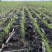 La siembra de trigo entra en su tramo final mientras avanzan la cosecha de maíz y sorgo