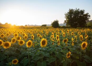 “Un nuevo récord histórico”: proyectan una siembra de 3 millones de hectáreas de un cultivo que es un boom