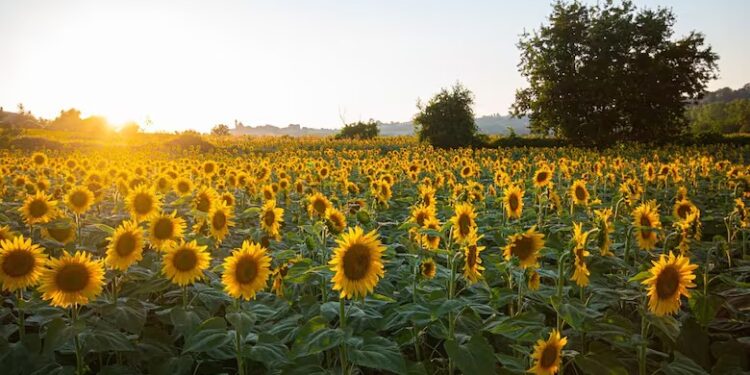 “Un nuevo récord histórico”: proyectan una siembra de 3 millones de hectáreas de un cultivo que es un boom