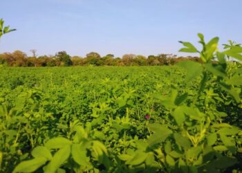 La alfalfa gana espacio en el norte argentino como una alternativa para mejorar la alimentación del ganado