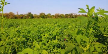 La alfalfa gana espacio en el norte argentino como una alternativa para mejorar la alimentación del ganado