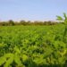 La alfalfa gana espacio en el norte argentino como una alternativa para mejorar la alimentación del ganado