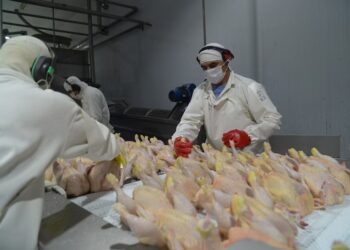 La Unión Europea vuelve a abrir sus puertas a la carne aviar argentina