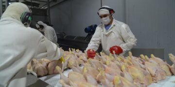 La Unión Europea vuelve a abrir sus puertas a la carne aviar argentina