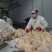La Unión Europea vuelve a abrir sus puertas a la carne aviar argentina