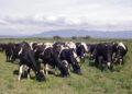 Brucelosis bovina: suman una nueva herramienta para detectar la enfermedad y reforzar los controles