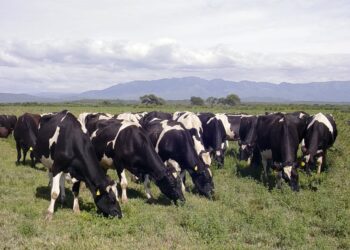 Brucelosis bovina: suman una nueva herramienta para detectar la enfermedad y reforzar los controles