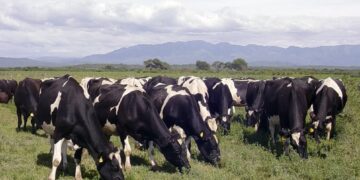 Brucelosis bovina: suman una nueva herramienta para detectar la enfermedad y reforzar los controles
