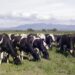 Brucelosis bovina: suman una nueva herramienta para detectar la enfermedad y reforzar los controles