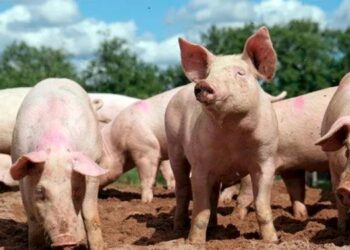 Triquinosis: la enfermedad que reaparece cada invierno y por qué la prevención sigue siendo la mejor herramienta