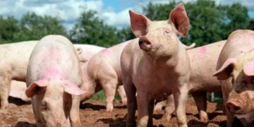 Triquinosis: la enfermedad que reaparece cada invierno y por qué la prevención sigue siendo la mejor herramienta