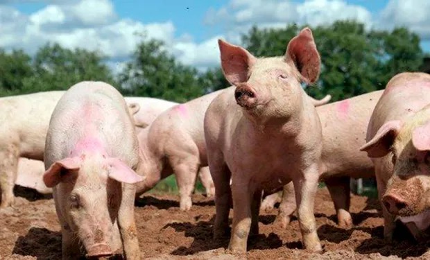 Triquinosis: la enfermedad que reaparece cada invierno y por qué la prevención sigue siendo la mejor herramienta
