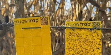 Advierten que contar chicharritas ya no alcanza: qué determina el daño al maíz