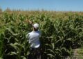 Las gramíneas vuelven a equilibrar la agricultura y la soja también se beneficia