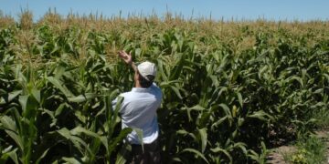 Las gramíneas vuelven a equilibrar la agricultura y la soja también se beneficia