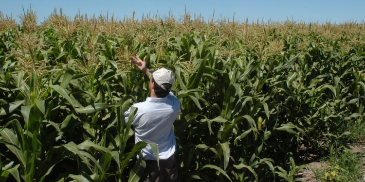 Las gramíneas vuelven a equilibrar la agricultura y la soja también se beneficia