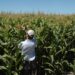 Las gramíneas vuelven a equilibrar la agricultura y la soja también se beneficia